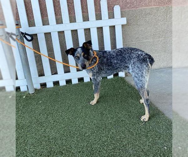 Medium Photo #1 Texas Heeler-Unknown Mix Puppy For Sale in Modesto, CA, USA