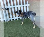 A615462 - Male Texas Heeler-Unknown Mix Dog for Adoption - Small photo