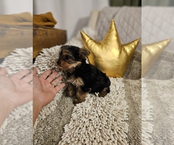 Medium Photo #9 Yorkshire Terrier Puppy For Sale in SALEM, OR, USA