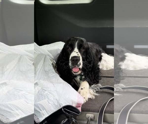 Medium Photo #1 English Springer Spaniel Puppy For Sale in Ball Ground, GA, USA