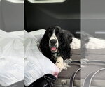 Small English Springer Spaniel