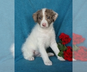 Miniature Labradoodle Puppy for sale in FREDERICKSBG, OH, USA