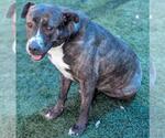 Small #18 American Pit Bull Terrier-Plott Hound Mix
