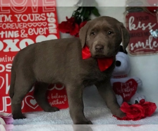 Medium Photo #5 Labrador Retriever Puppy For Sale in CLAY, PA, USA