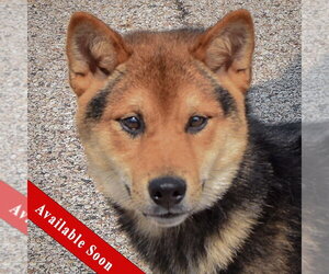 Shiba Inu Dogs for adoption in Huntley, IL, USA
