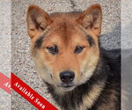Small Shiba Inu