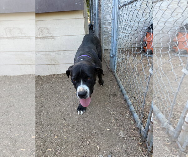 Medium Photo #2 Mutt Puppy For Sale in Goodyear, AZ, USA