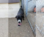Small #1 Mutt