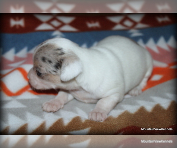 Medium Photo #2 Chihuahua Puppy For Sale in WISTER, OK, USA