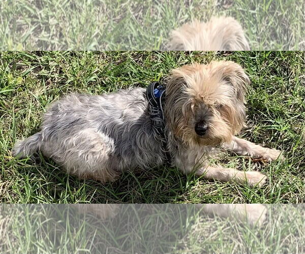 Medium Photo #4 Mutt Puppy For Sale in Valrico, FL, USA