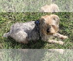 Small #3 Mutt