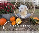 Small Photo #22 Havachon Puppy For Sale in NIANGUA, MO, USA