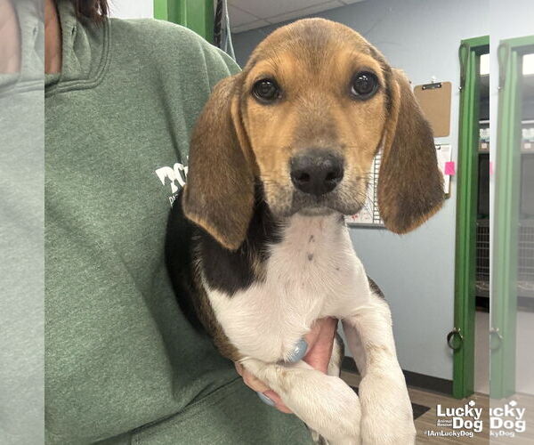 Medium Photo #1 Mutt Puppy For Sale in Washington, DC, USA