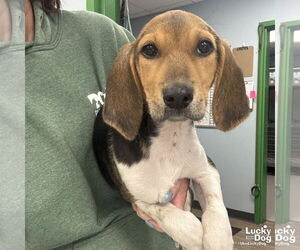 Mutt Dogs for adoption in Washington, DC, USA