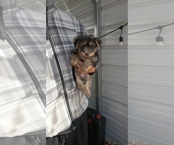 Medium Photo #38 Yorkshire Terrier Puppy For Sale in BENSON, NC, USA
