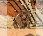 Puppy Meg Labrador Retriever