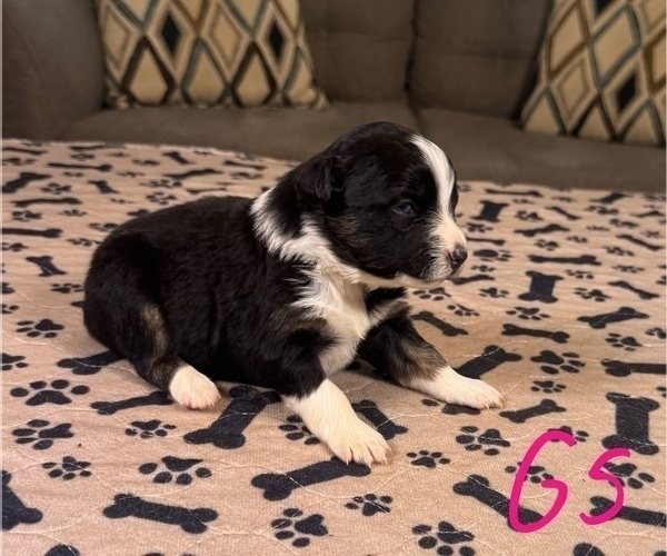 Medium Photo #49 Australian Shepherd Puppy For Sale in SALISBURY, NC, USA