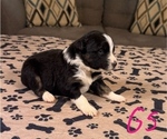 Small Photo #49 Australian Shepherd Puppy For Sale in SALISBURY, NC, USA