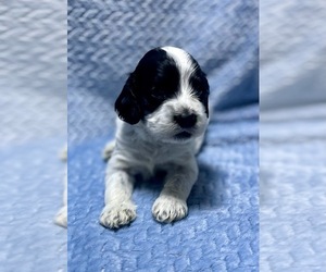 Cockapoo Puppy for sale in BRONSON, FL, USA