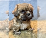 Small Photo #9 Shih Tzu Puppy For Sale in PARSONS, KS, USA