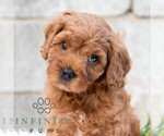 Small #3 Cavapoo (Miniature)