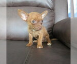 Small #8 Chihuahua
