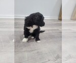 Small Photo #23 Portuguese Water Dog Puppy For Sale in RINGWOOD, NJ, USA