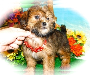 Morkie Puppy for sale in HAMMOND, IN, USA