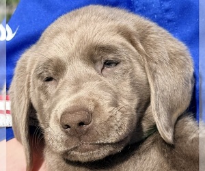 Labrador Retriever Puppy for sale in DELEVAN, NY, USA