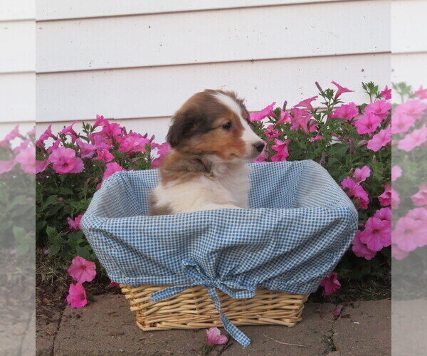 Medium Photo #10 Shetland Sheepdog Puppy For Sale in ATHENS, WI, USA