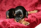 Small Photo #1 Cavalier King Charles Spaniel Puppy For Sale in BIG COVE, AL, USA