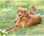 Small Photo #1 Golden Retriever Puppy For Sale in HAMPSTEAD, NC, USA