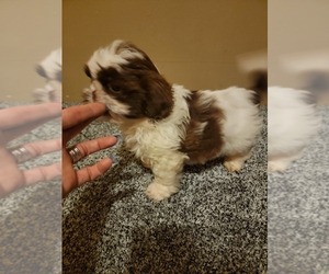 Shih Tzu Puppy for sale in OTTAWA, OH, USA