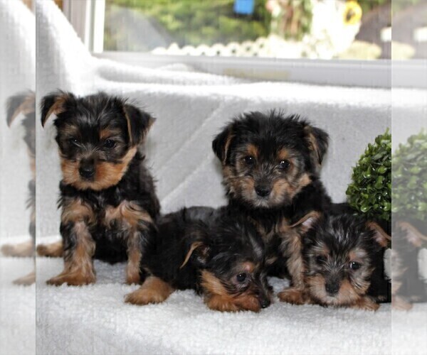 Medium Photo #2 Yorkshire Terrier Puppy For Sale in KINZERS, PA, USA