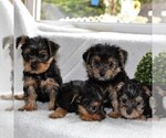 Small Photo #2 Yorkshire Terrier Puppy For Sale in KINZERS, PA, USA
