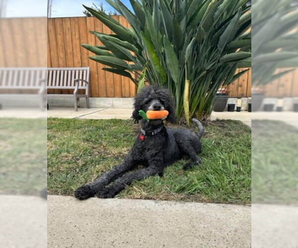 Medium Photo #2 Poodle (Standard) Puppy For Sale in San Diego, CA, USA