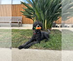Small #1 Poodle (Standard)