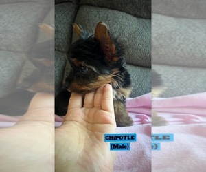 Yorkshire Terrier Puppy for sale in BERWYN, IL, USA