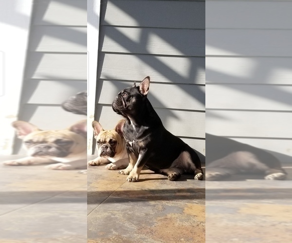 Medium Photo #1 French Bulldog Puppy For Sale in MARYVILLE, TN, USA
