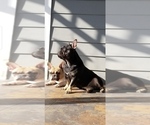 Small Photo #1 French Bulldog Puppy For Sale in MARYVILLE, TN, USA