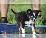 Small #7 Miniature Australian Shepherd