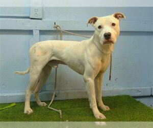 Mutt Dogs for adoption in Downey, CA, USA