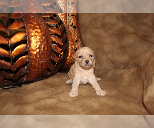 Medium Photo #1 Poodle (Miniature) Puppy For Sale in SIERRA VISTA, AZ, USA