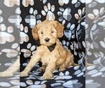 Small Photo #2 Labradoodle Puppy For Sale in WILLOW STREET, PA, USA