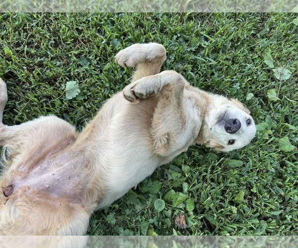 Medium Photo #5 Flat Coated Retriever-Golden Retriever Mix Puppy For Sale in EVA, AL, USA