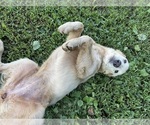 Small #4 Flat Coated Retriever-Golden Retriever Mix