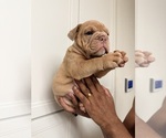 Small #1 English Bulldog