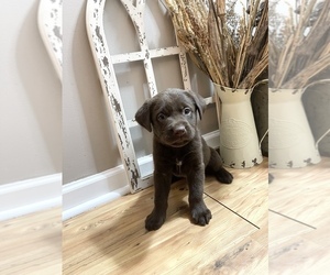 Labrador Retriever Puppy for sale in BROGUEVILLE, PA, USA