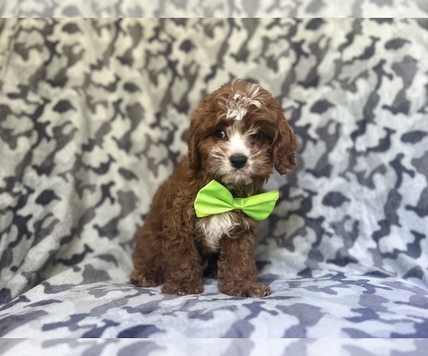 Medium Photo #2 Cavapoo Puppy For Sale in LAKELAND, FL, USA