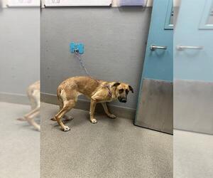 German Shepherd Dog-Unknown Mix Dogs for adoption in Las Vegas, NV, USA